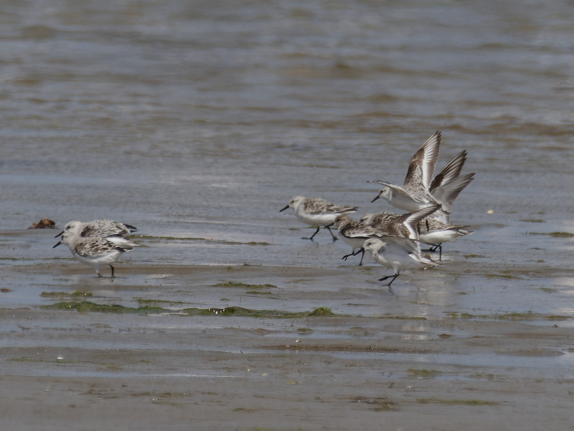 Sanderling (Calidris alba)